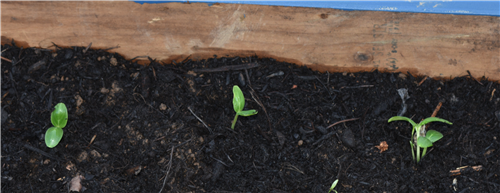 Transplant Cucumbers 